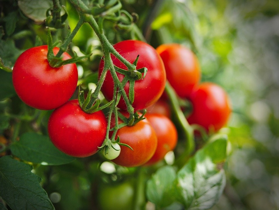 tomatoes growing on vine