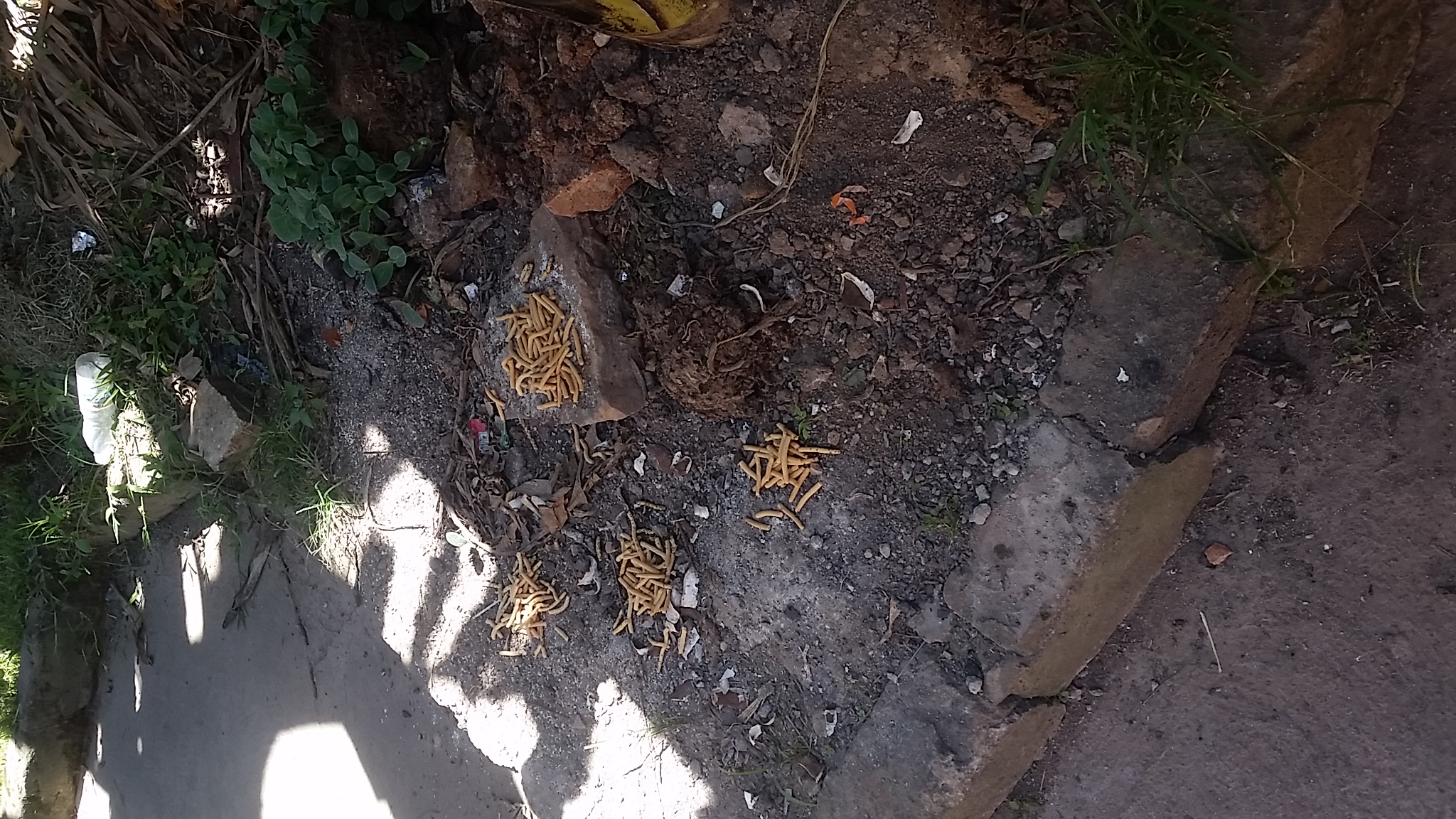 The Bird restaurant has an assortment of meals from carbohydrates to vegetables and an excellent view. On the menu that day, was Bagiya