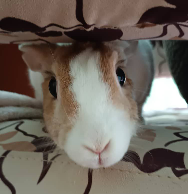 Oscar the rabbit