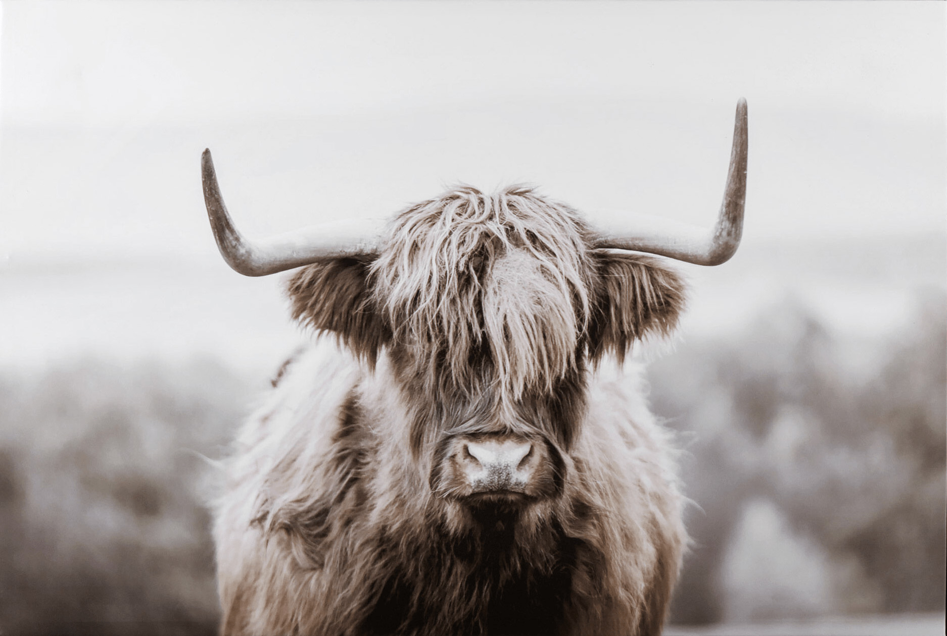 Highland Cow