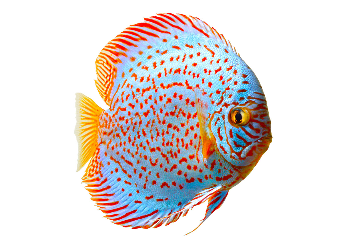 Discus fish