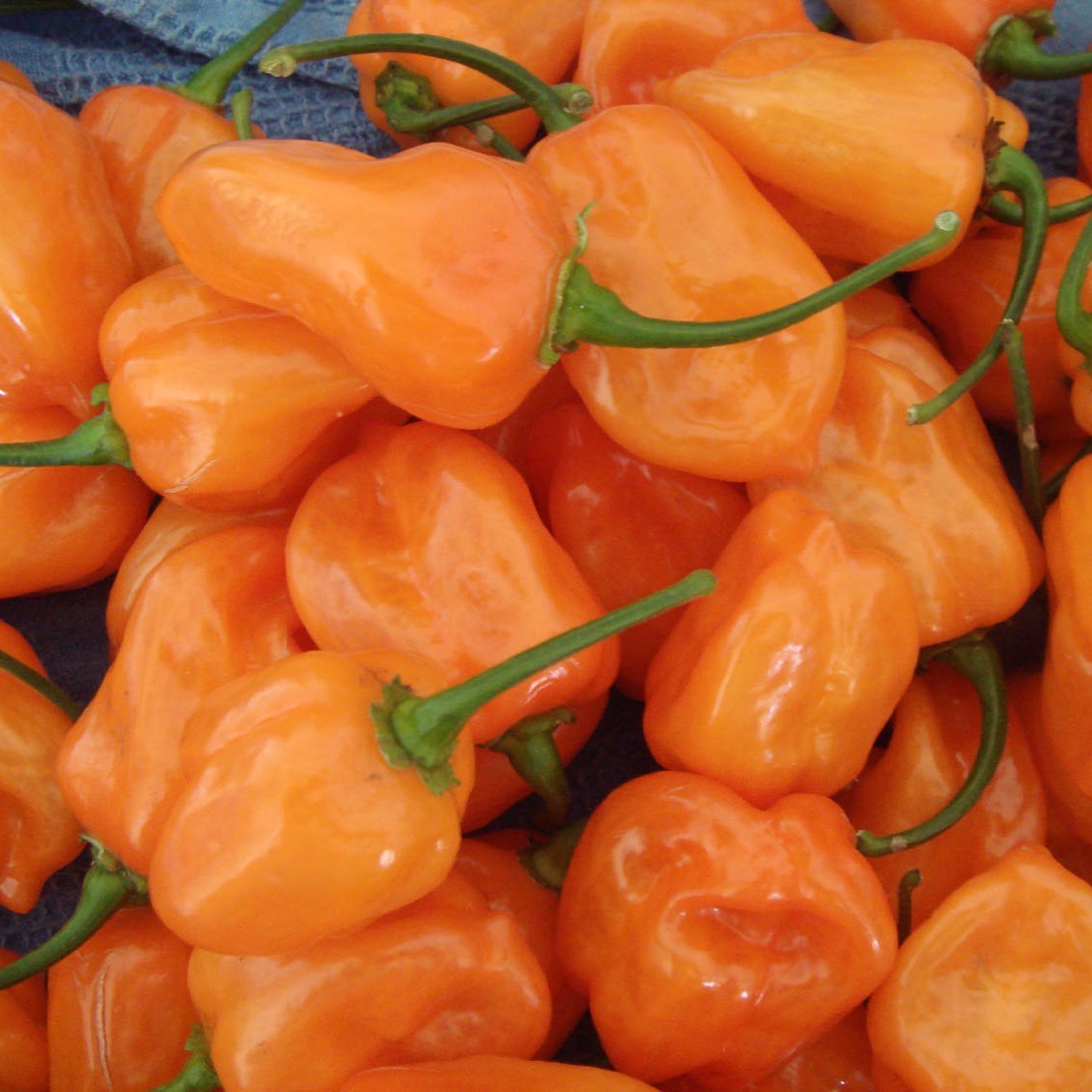 habanero