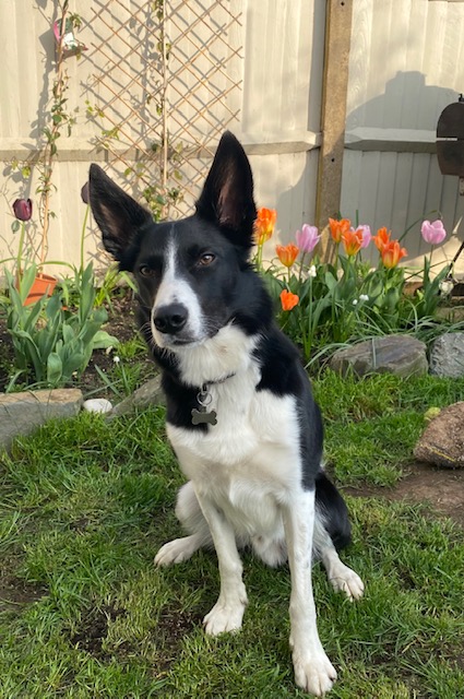 border collie in the garden