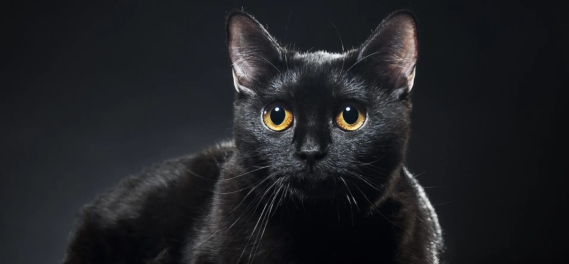 Black Cat