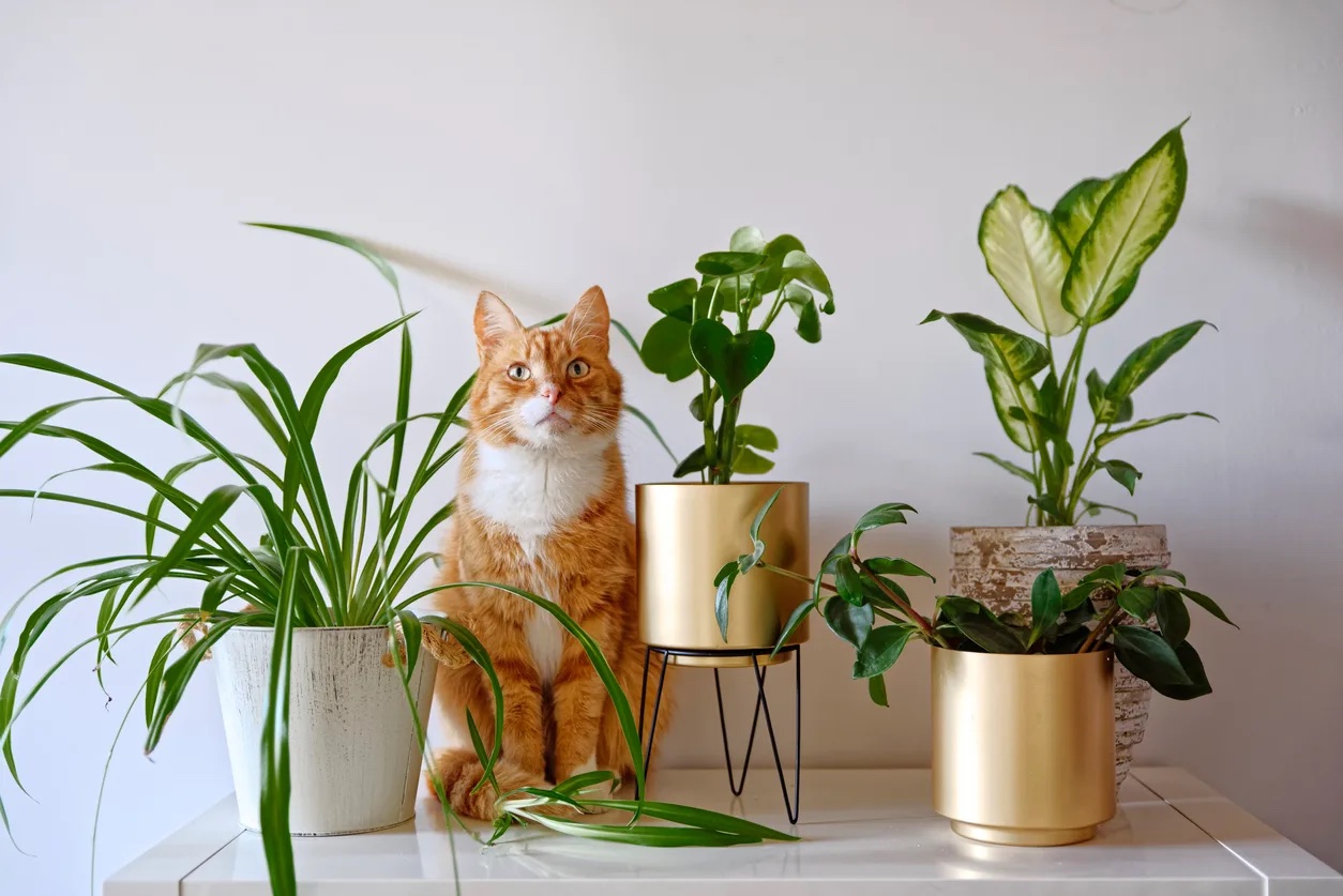 Cat with houseplants