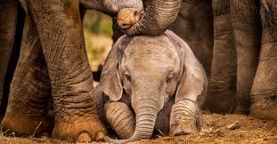 baby_elephant