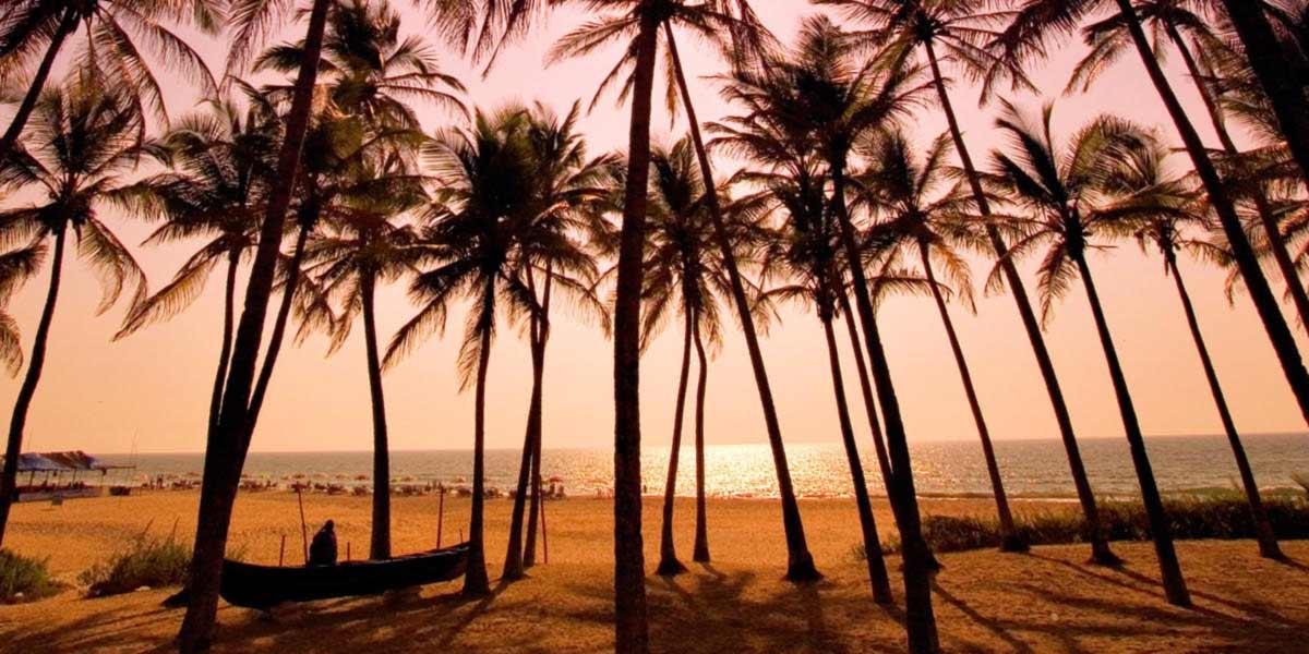 A beach with palm trees in the Gambia