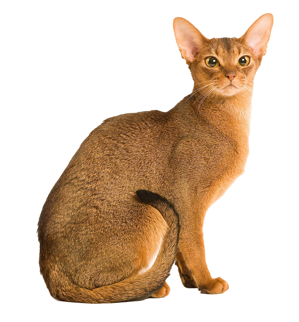 Abyssinian Cat