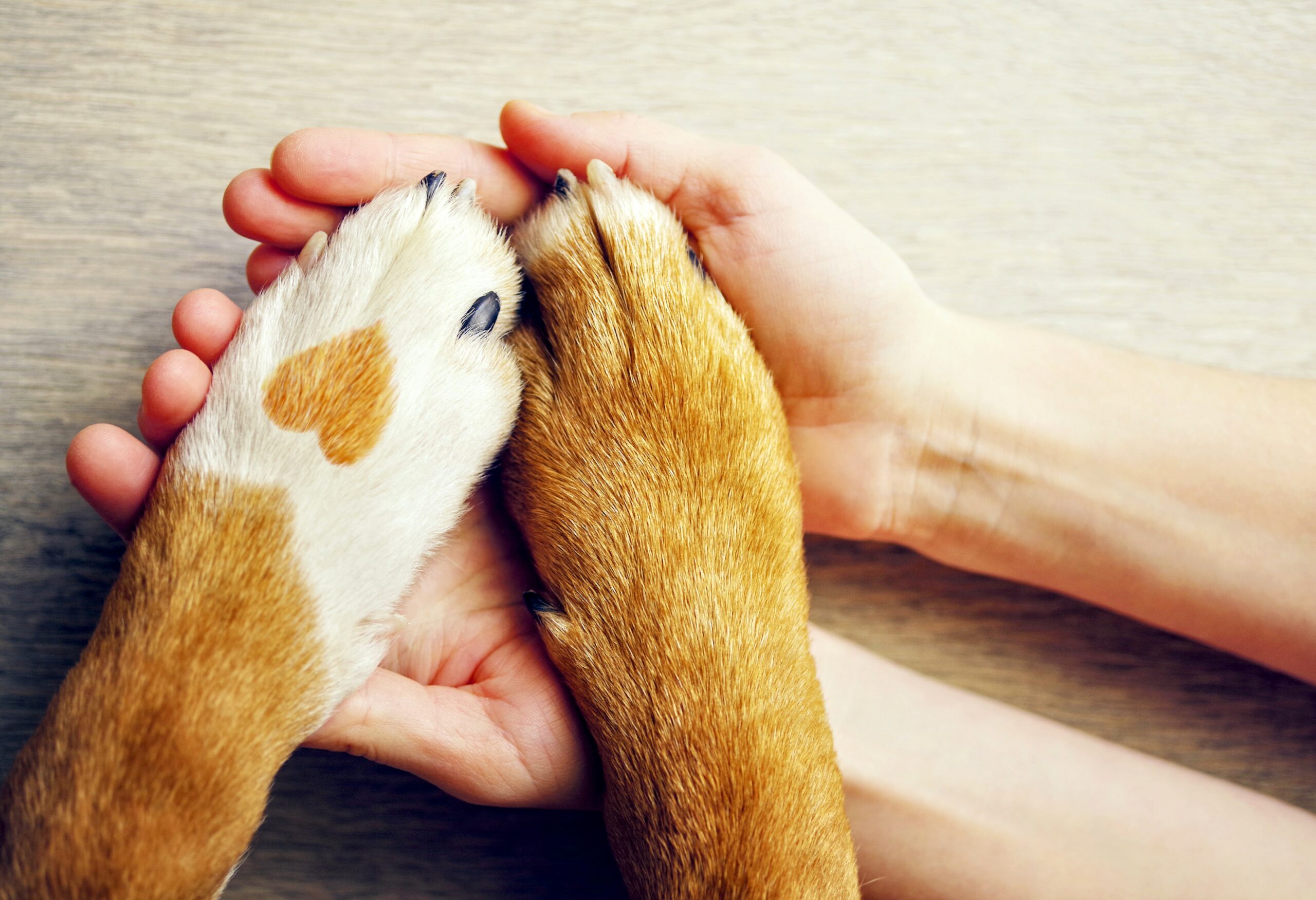 some image with pet paws