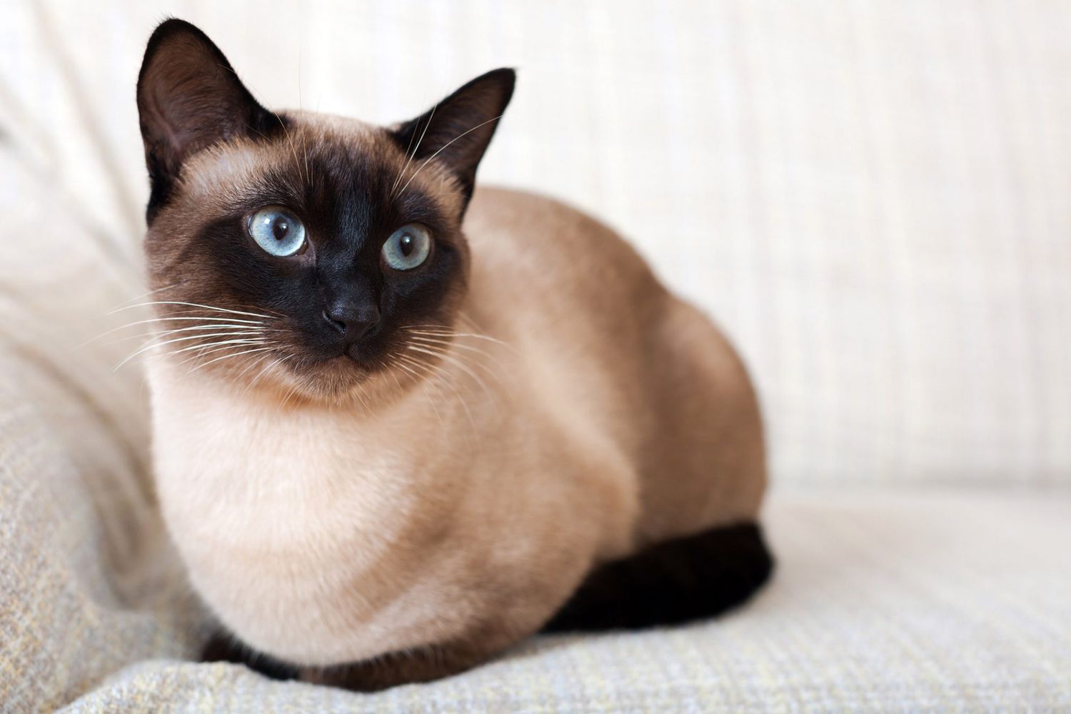 Siamese cat on sofa