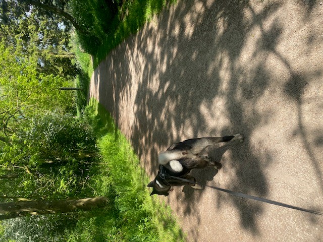 walk in the park