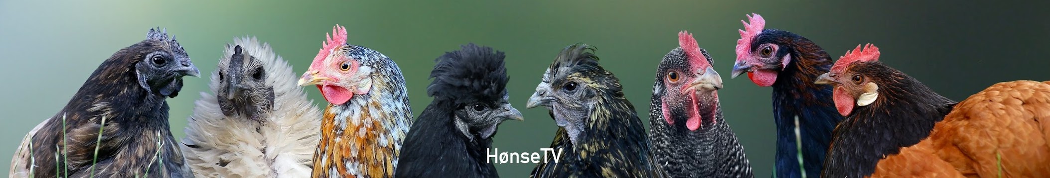 8 portraits of chickens