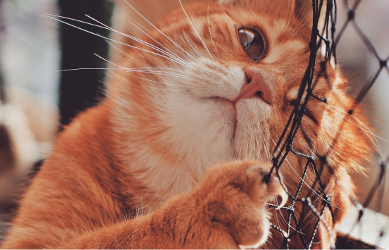orange cat