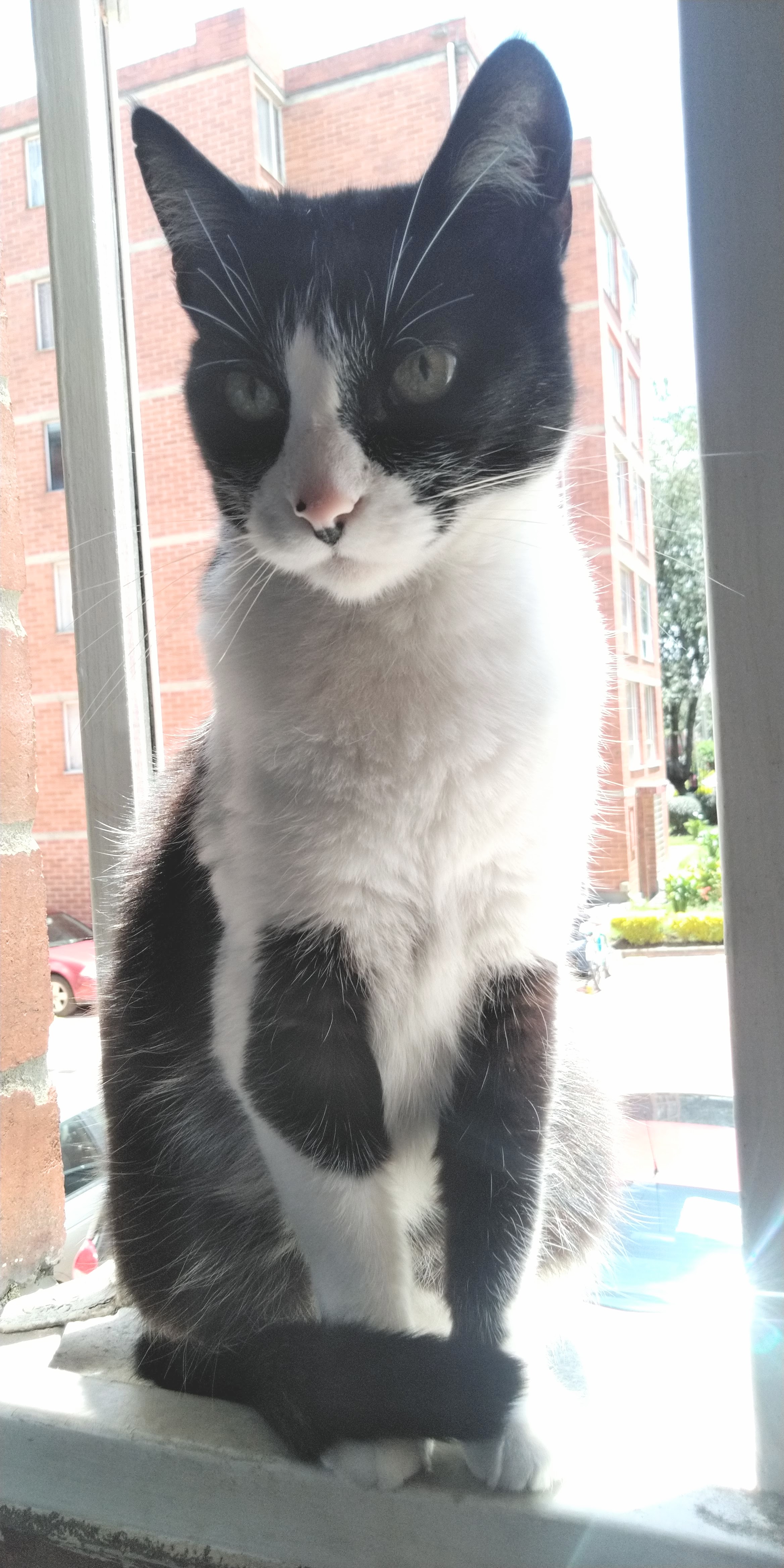 White and black kitty