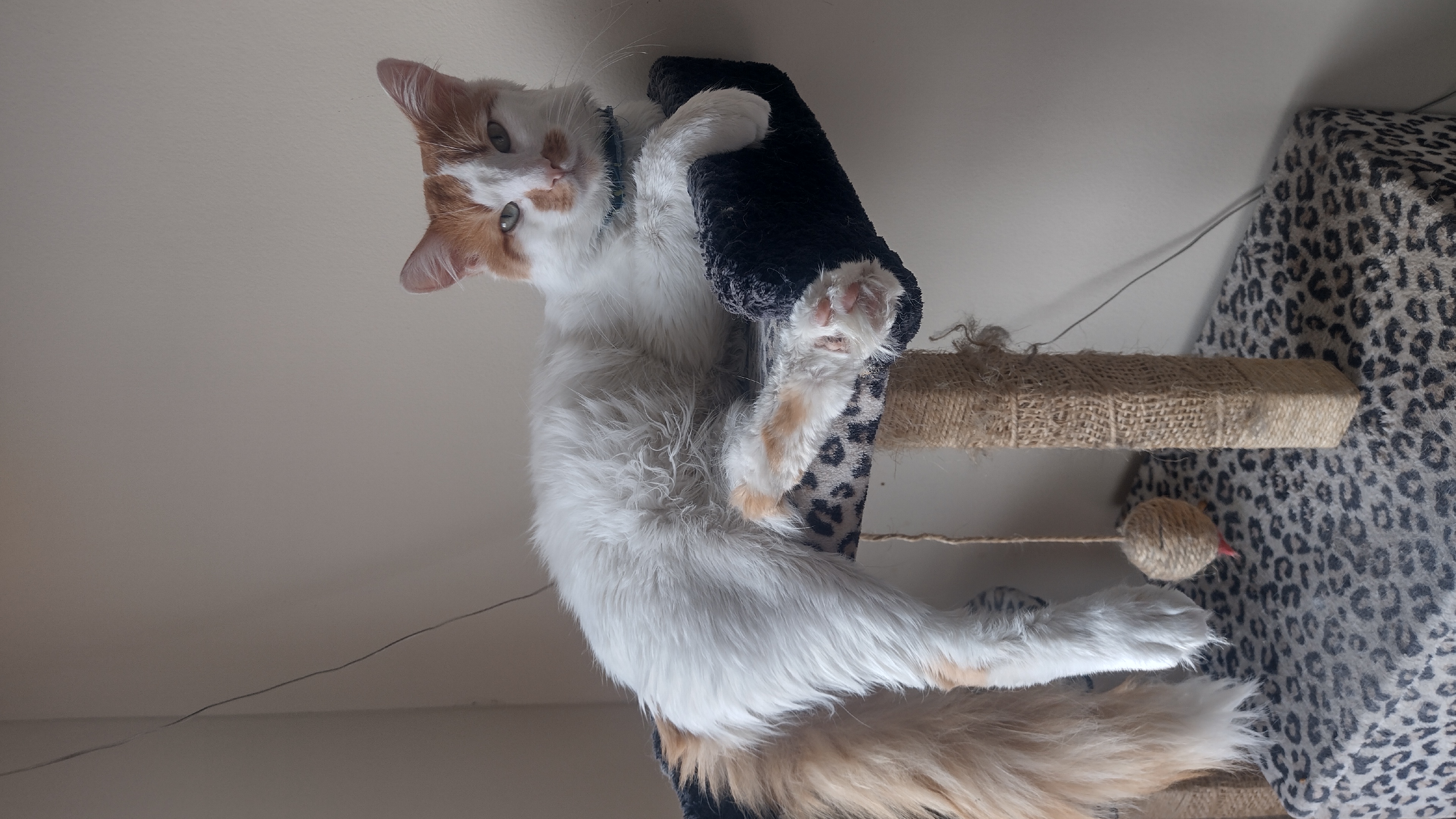 White and coffee kitty