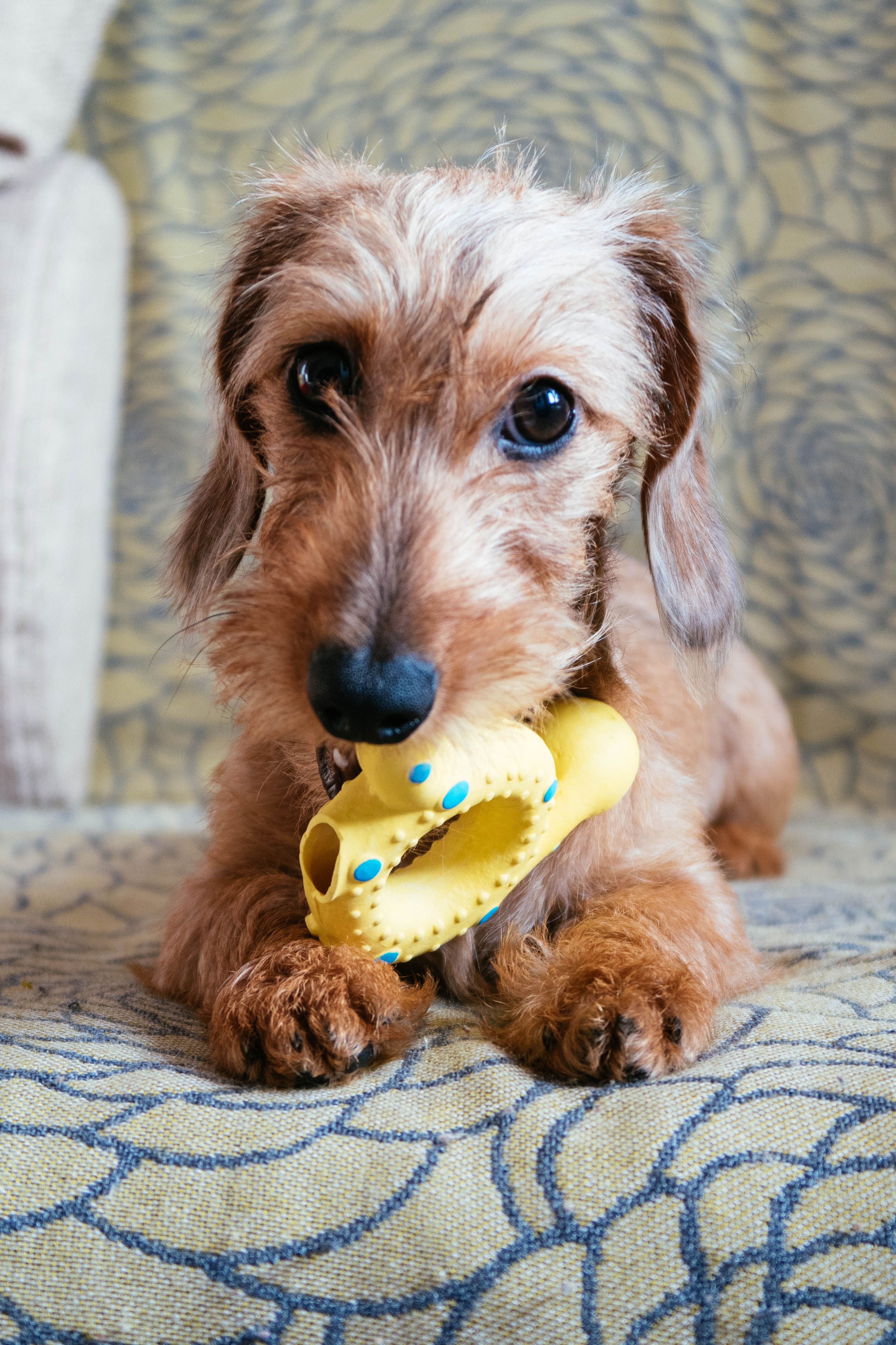 Adorable, tan wire-haired dachsund puppy