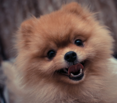 Pomeranian