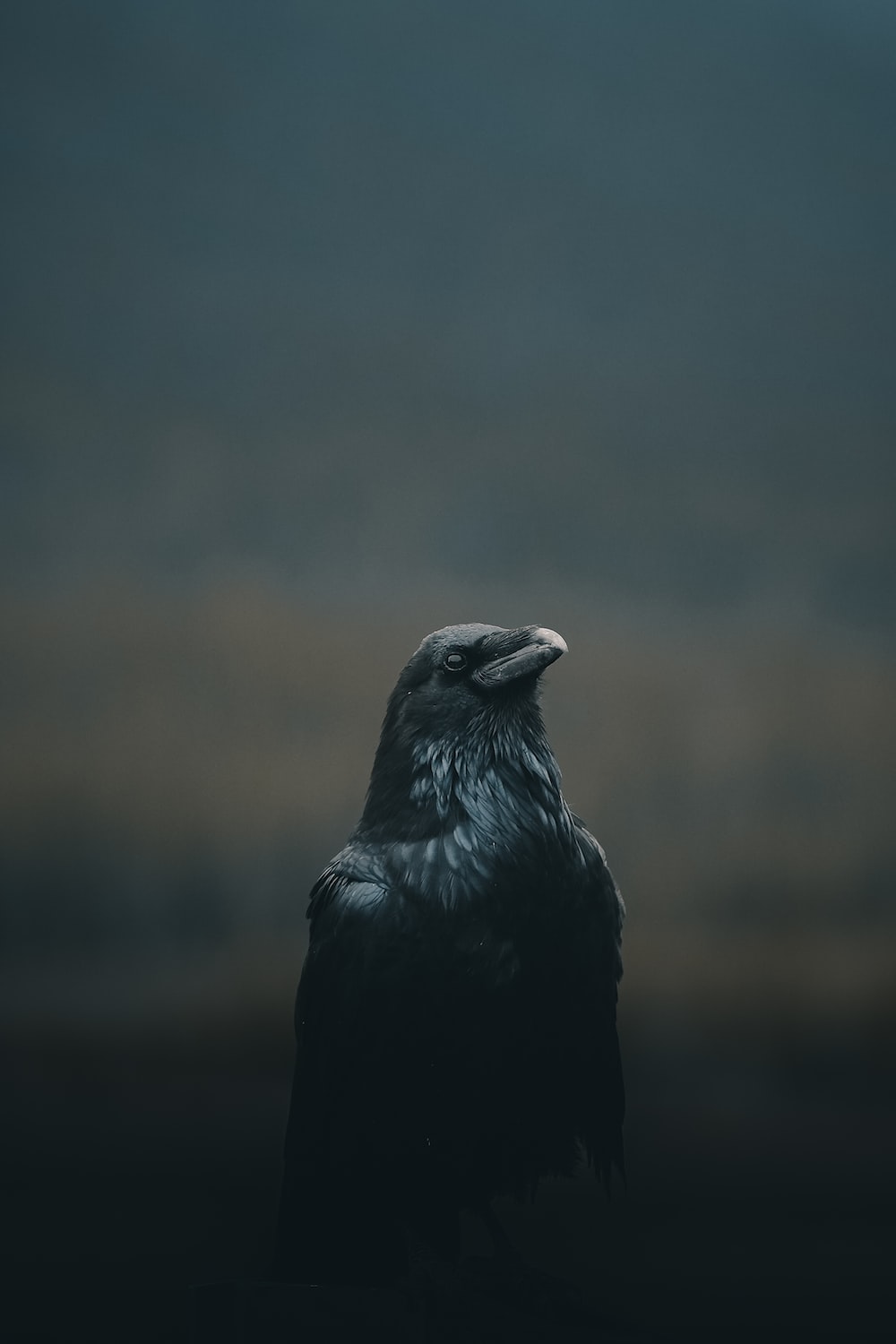 a crow