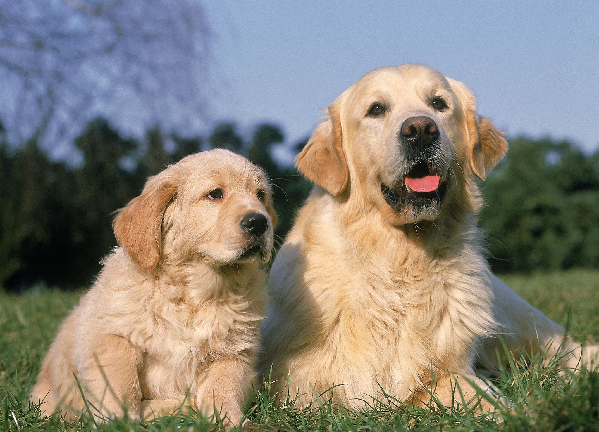 Golden retrievers
