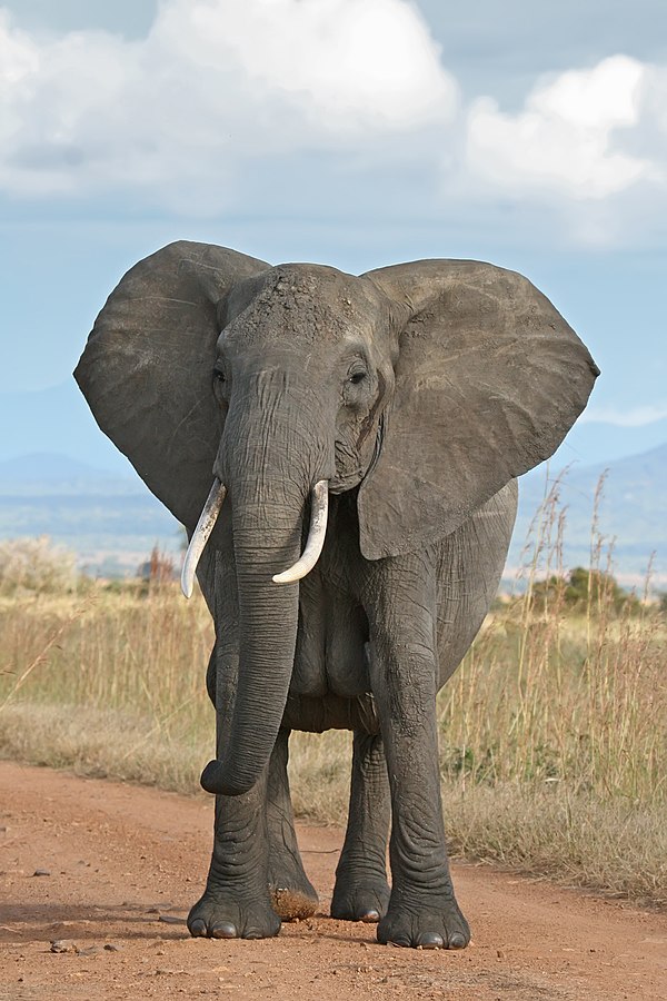  African elephant