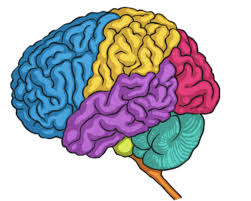 brain image