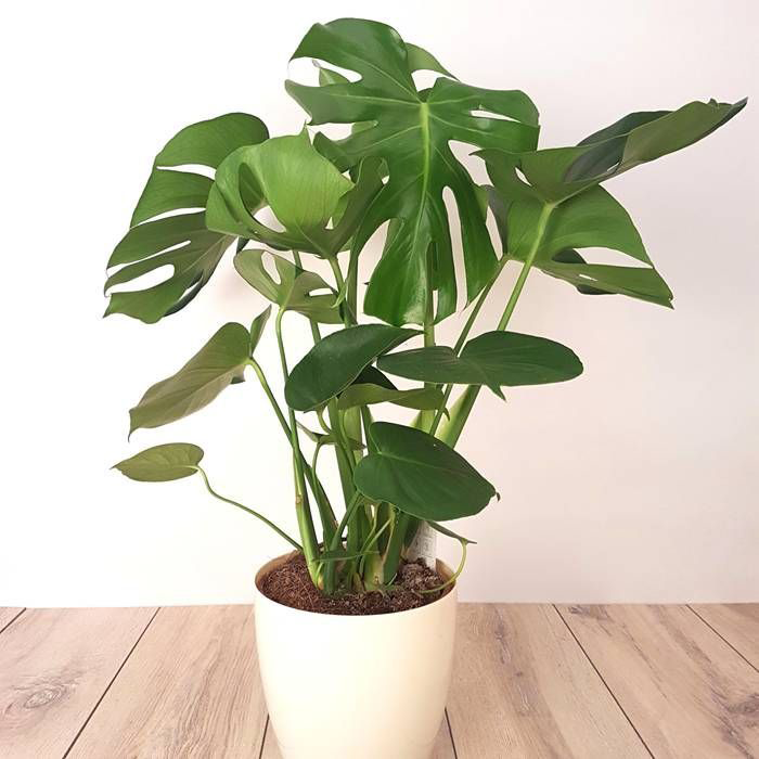 Monstera Deliciosa Plant