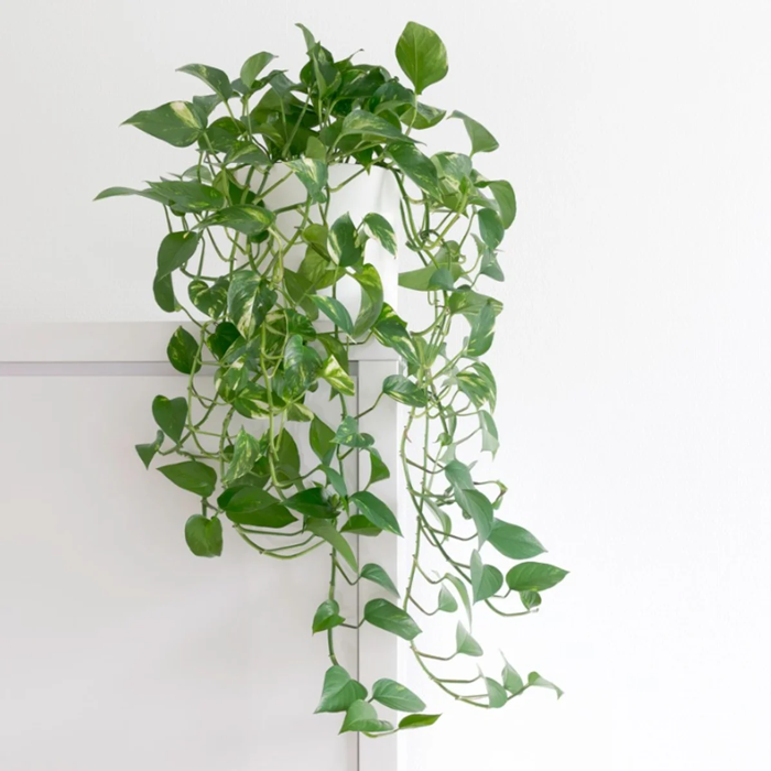 Golden Pothos Plant