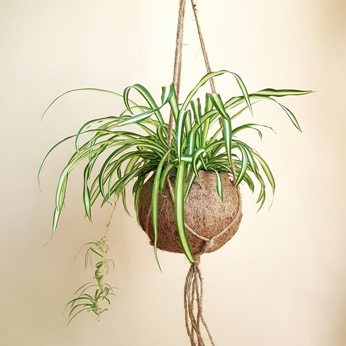 Spider Plant