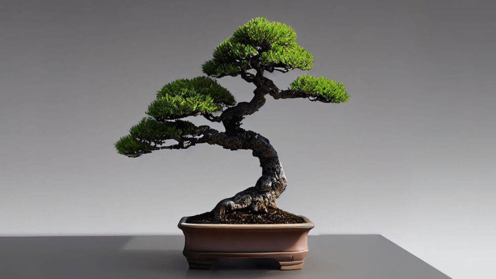 bonsai final form