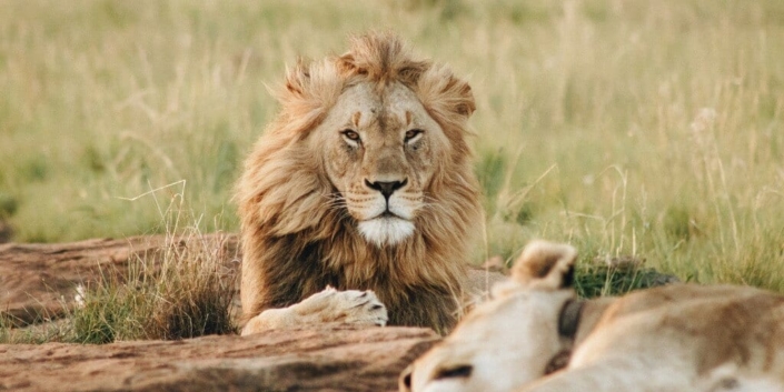 lion