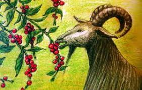 A goat eating red berries.