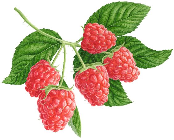 Drawing of Raspberries