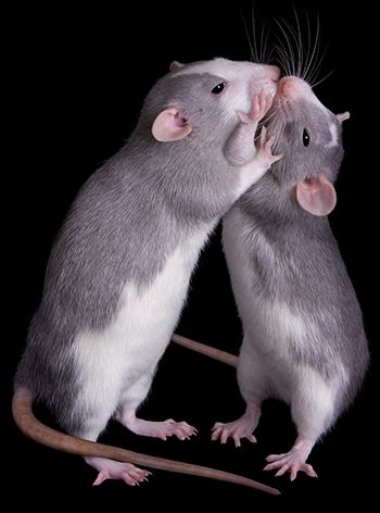 Kissing Rats