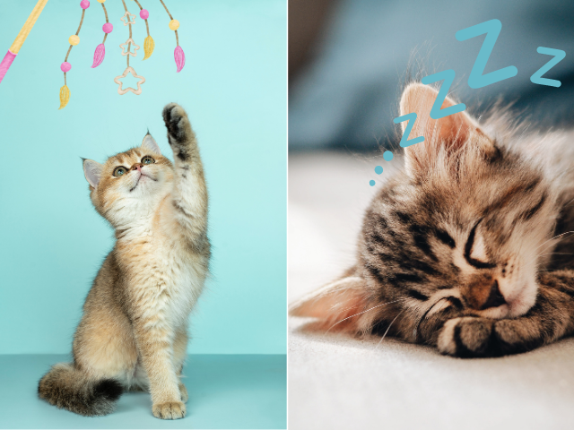 Playing and sleeping