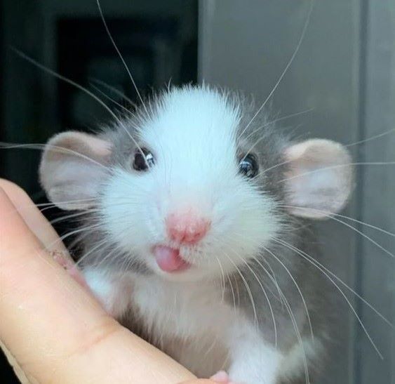 Cheeky rat