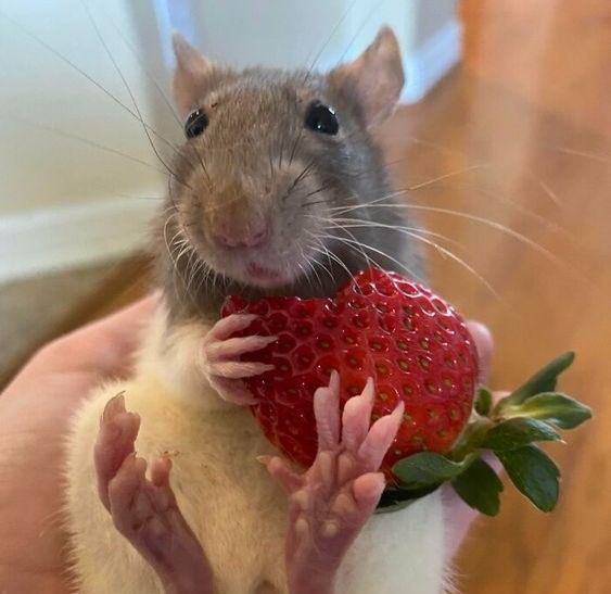 Rat eating Strawberry