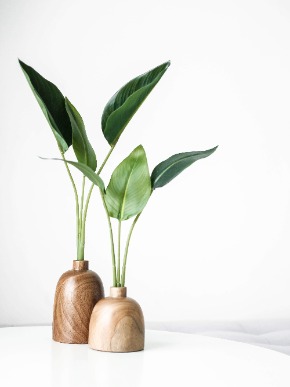 Decorative home plants