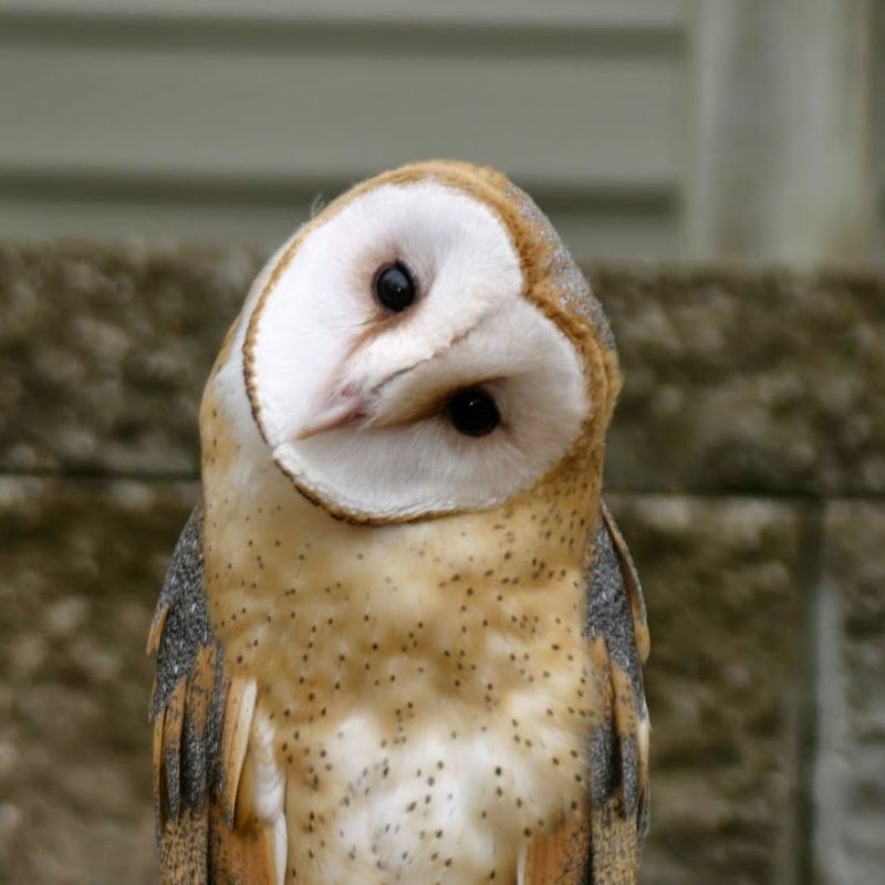 barn.owl