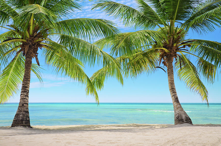Two palm trees on a beach