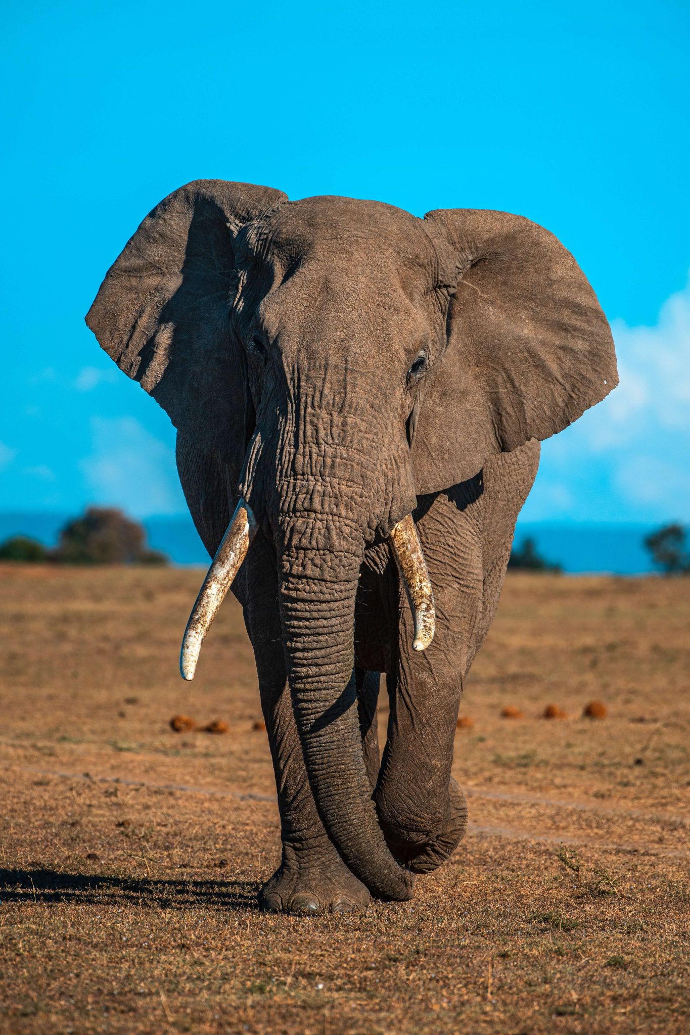 African_Bush_Elephant