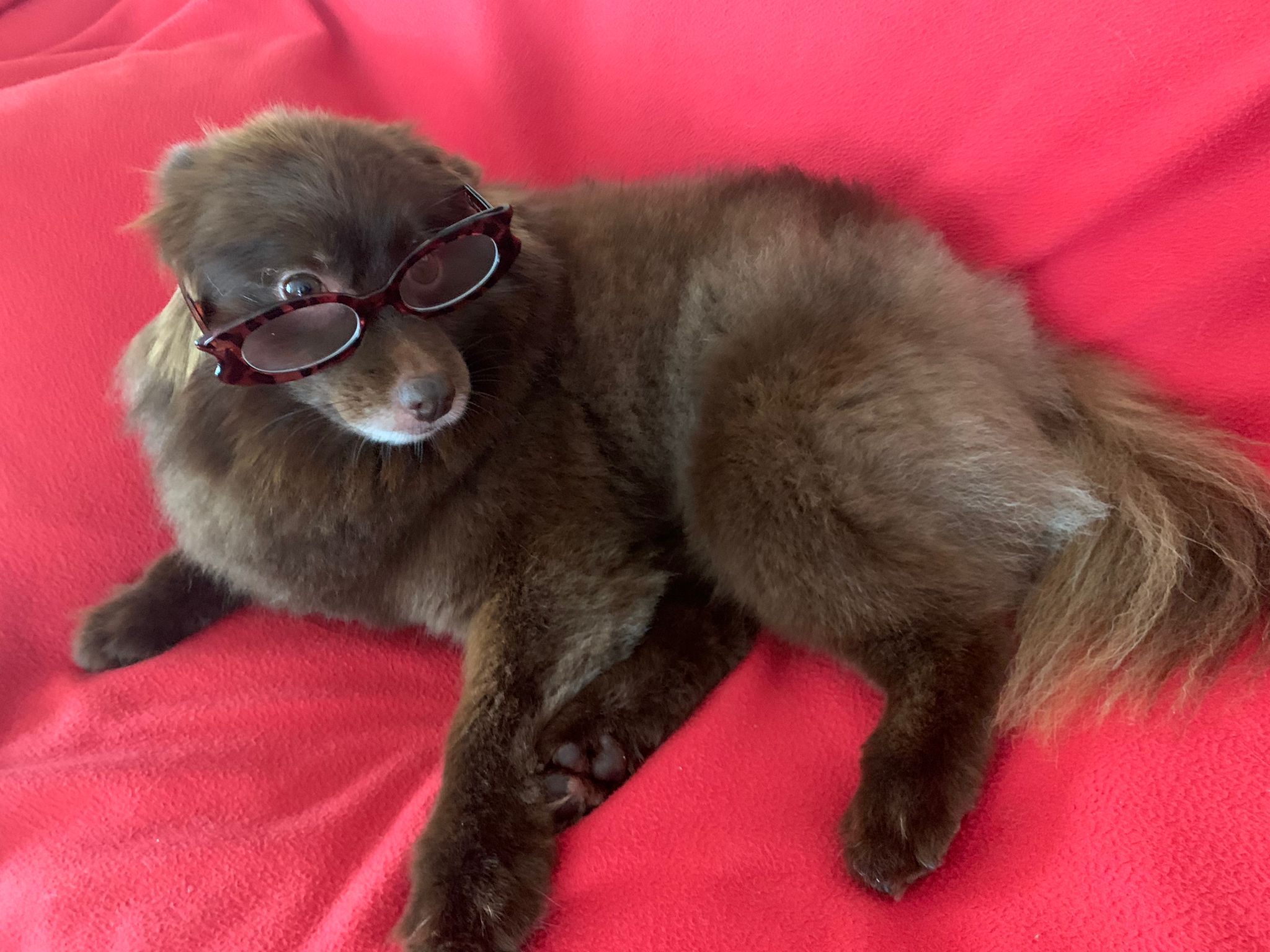 baobao wears glasses