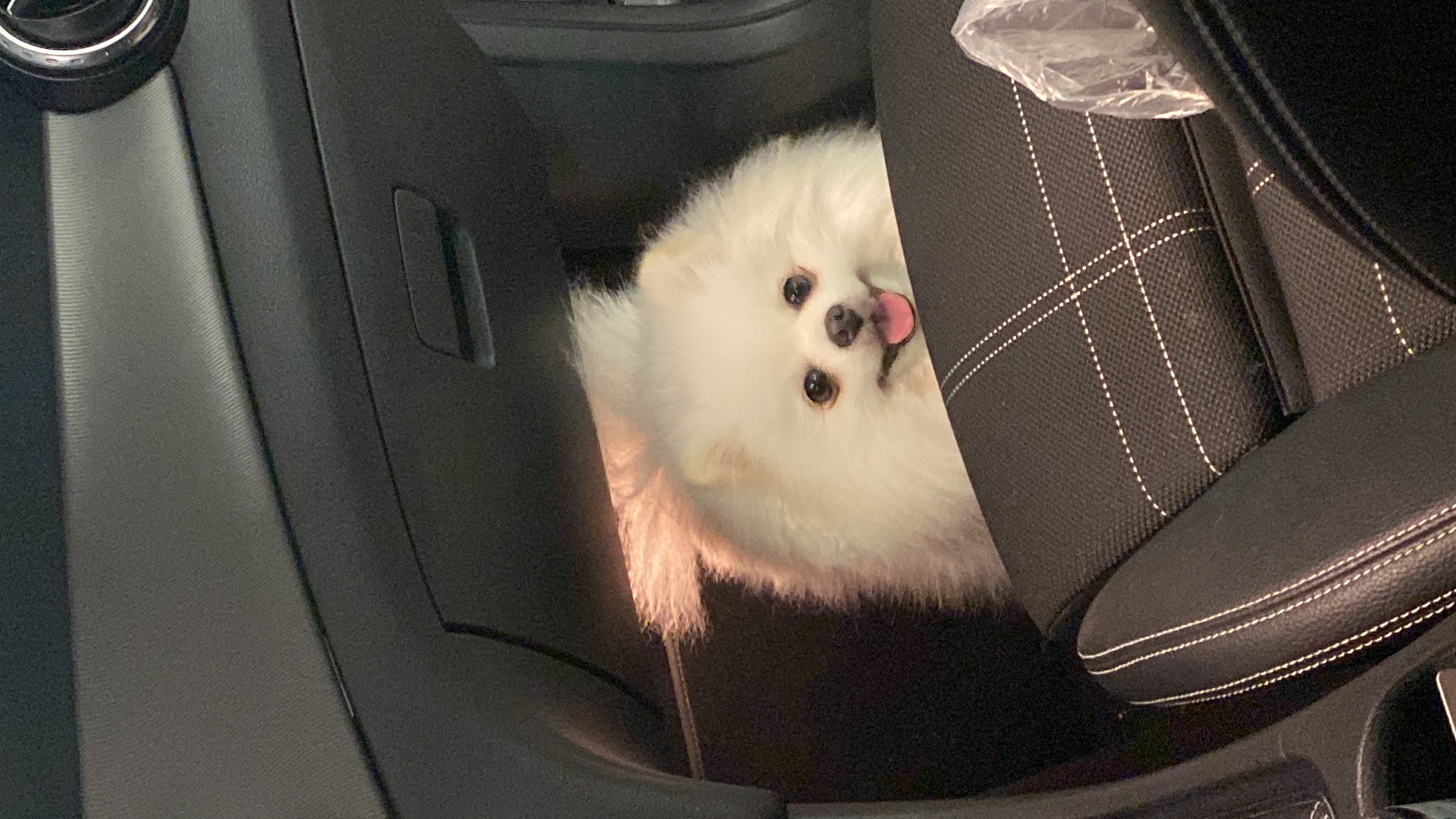 beibei under seat