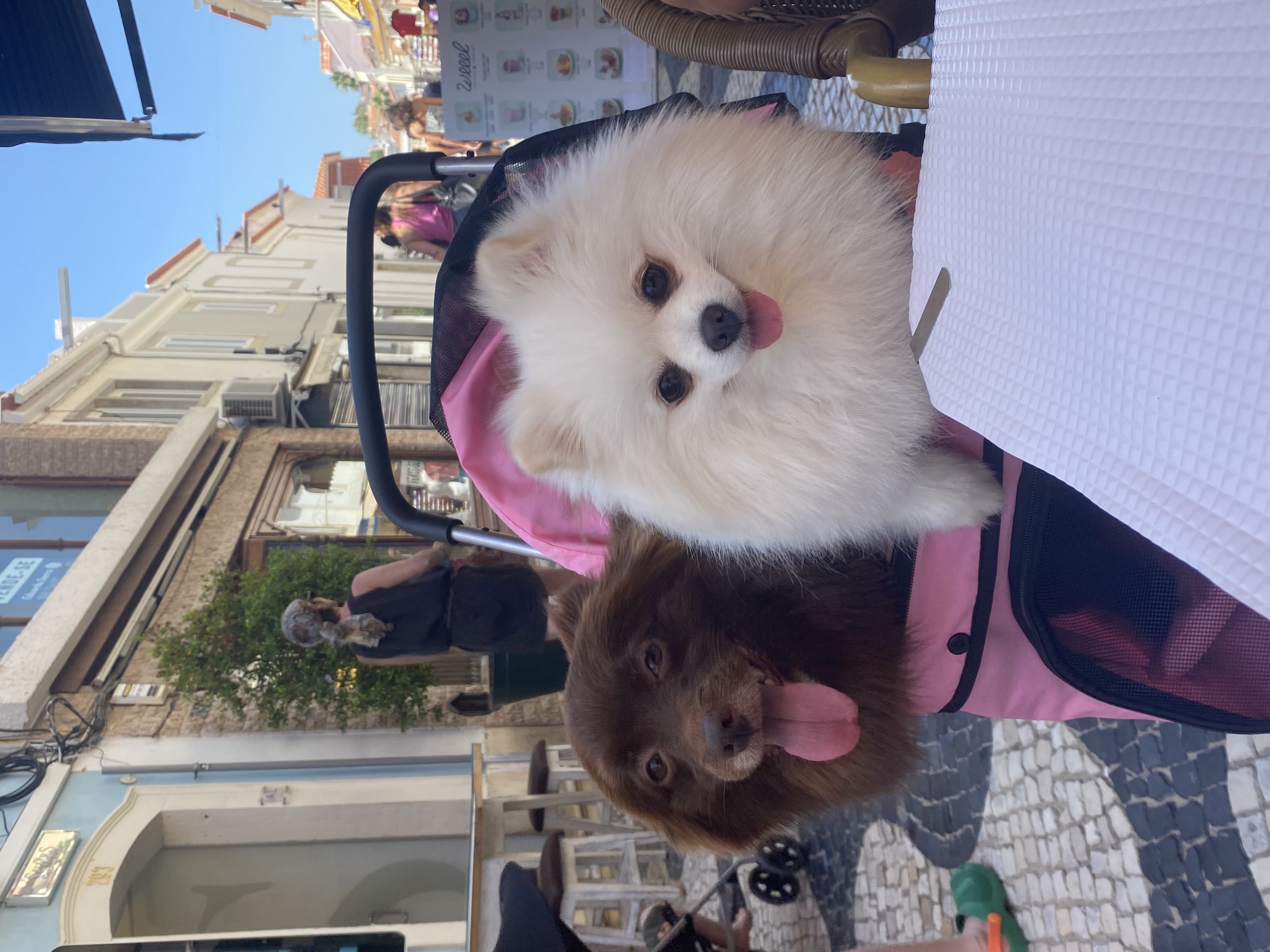 baobei stroller restaurant