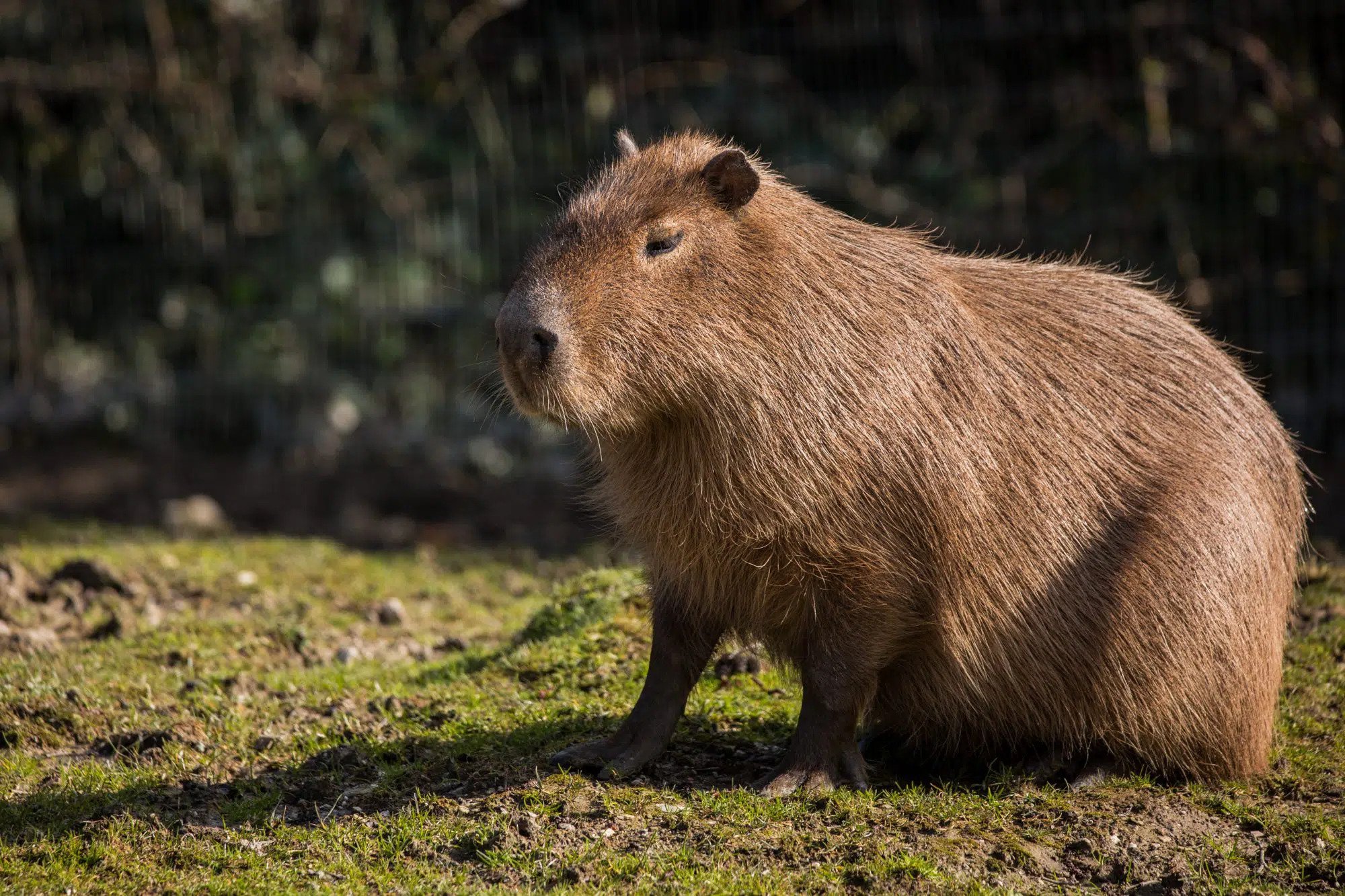 Capybara