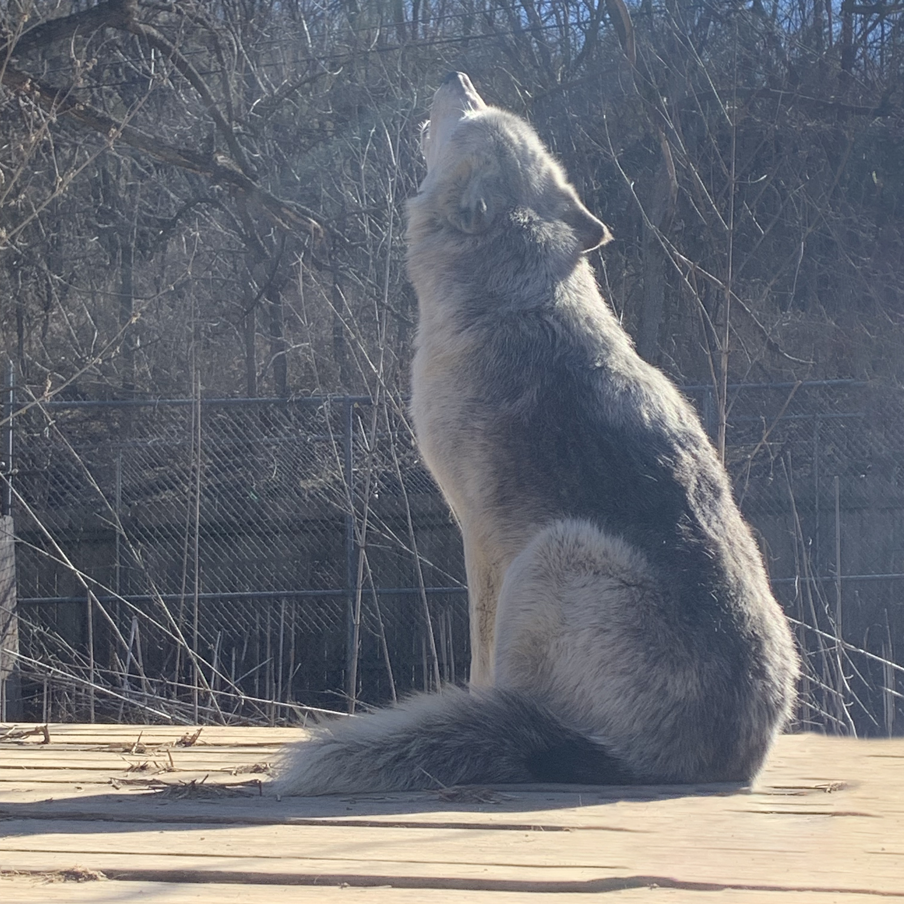 wolf howling