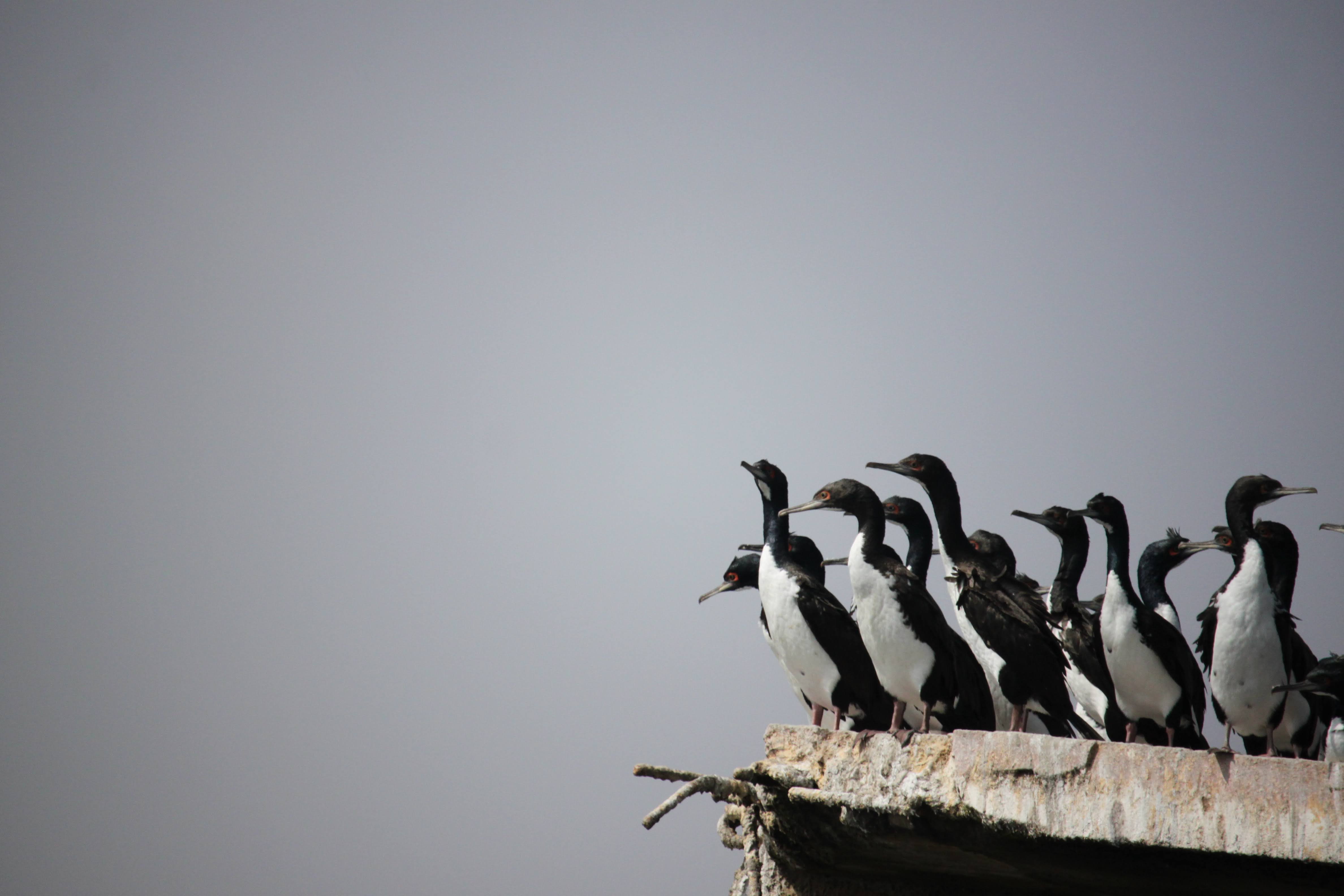 Guanays from Peru by JK
