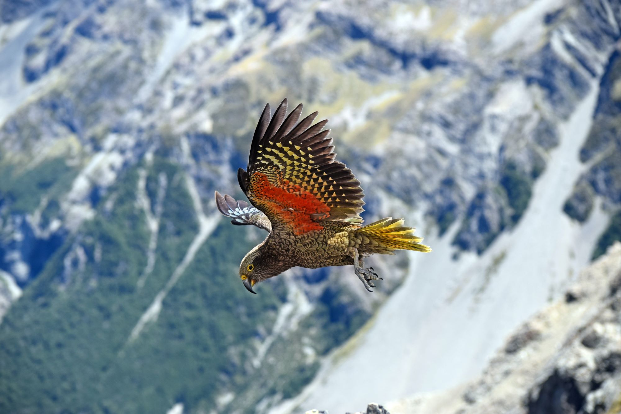 A kea takes flight in the mountains of New Zealand