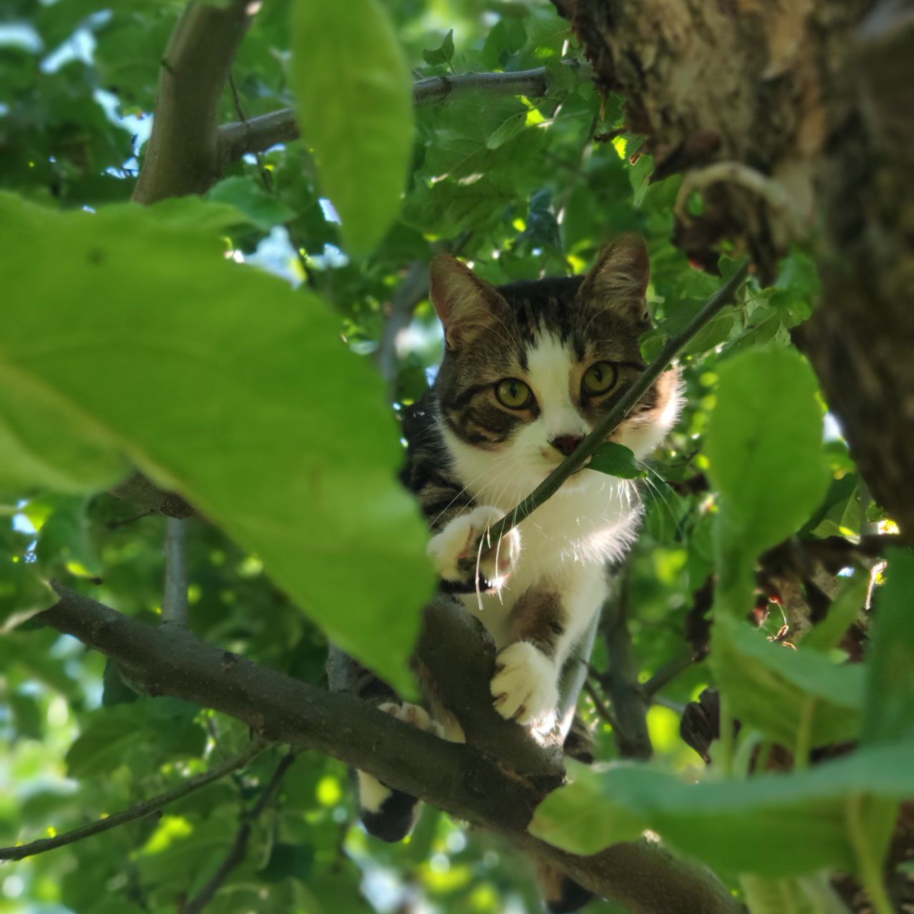 cat on the tree