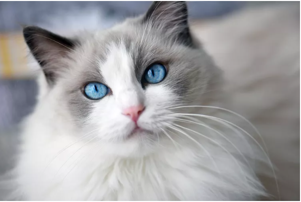 Ragdoll Cat