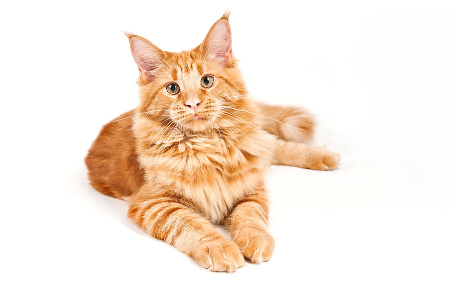Maine Coon